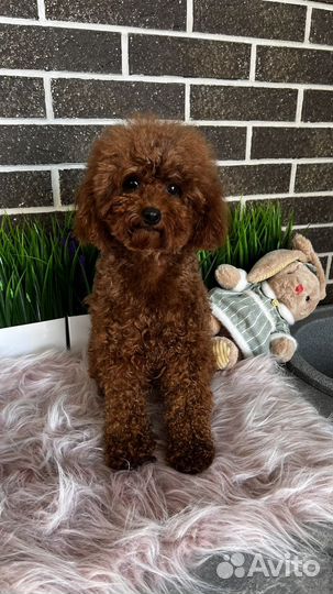 Той-пудель из Китая