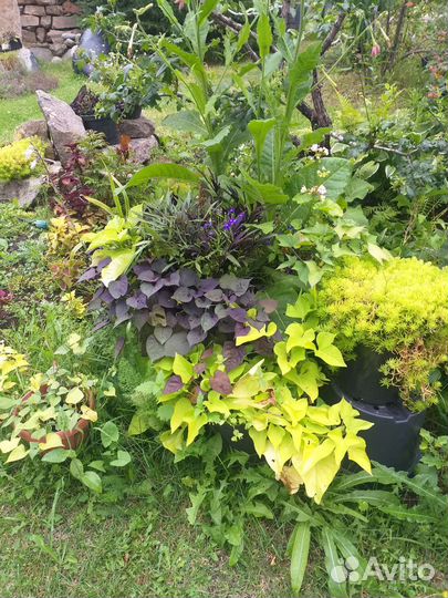 Ипомея батат