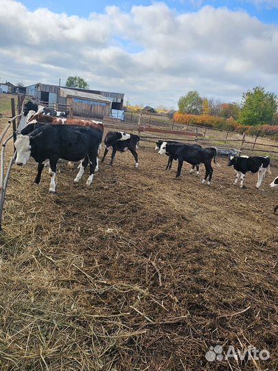 Продам бычков