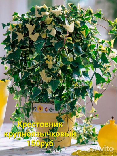 Разные комнатные растения