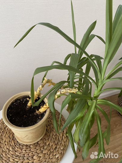 Пальма юкка с горшком