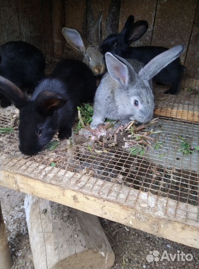 Кролики порода фландер