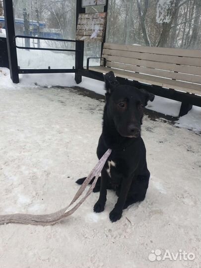 Найдена собака