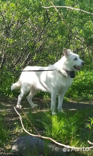 Собака вязка