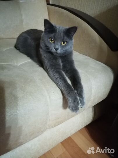 Британская кошечка