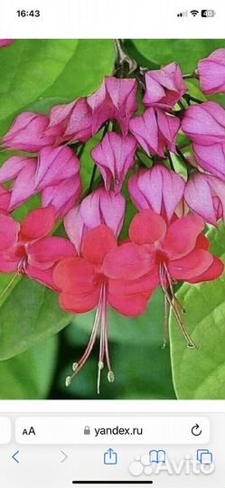 Клеродендрум специозум