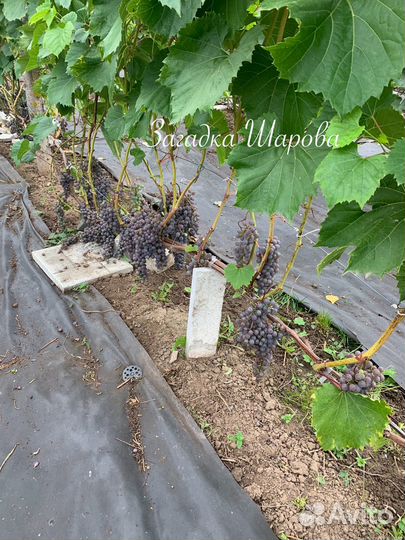 Саженцы винограда