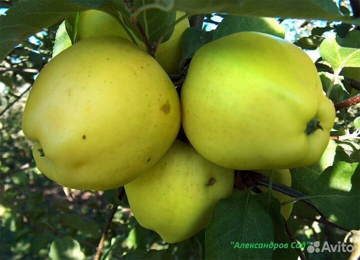 Сажены яблонь с закрытой корневой системой