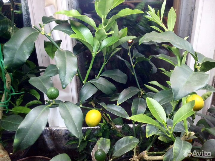 Фитосветильник для растений Uniel ULI-P11-35W