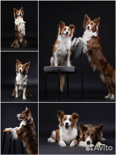 Собака для фотосессии/съемок