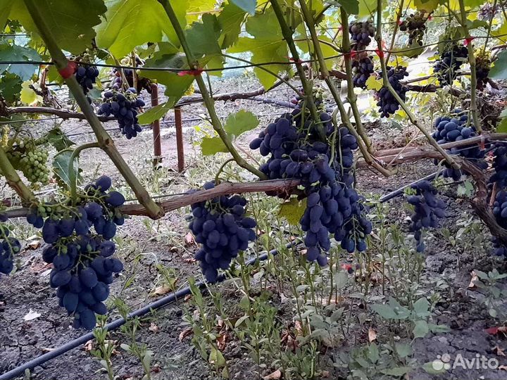 Саженцы и черенки винограда