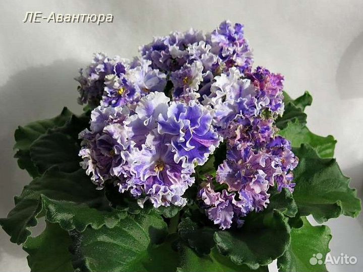 Фиалки сортовые детки