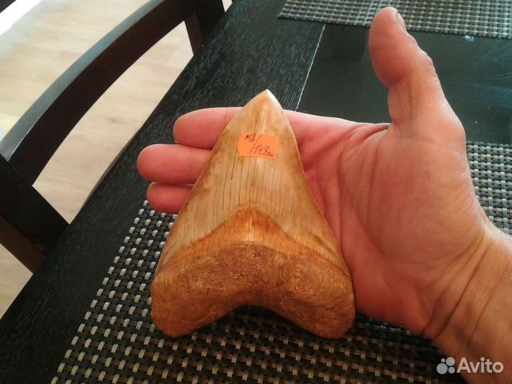 N2. Зуб мегаладона 14,8 см