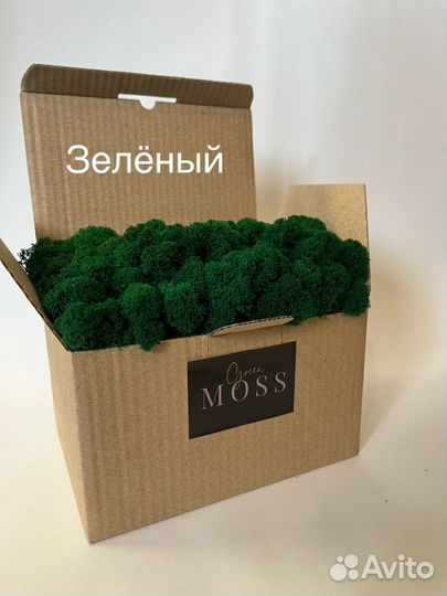 Стабилизированный мох ягель