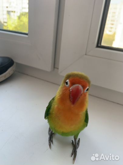Попугай неразлучники ручные