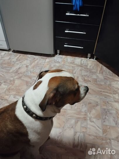 Продам собаку амстаф