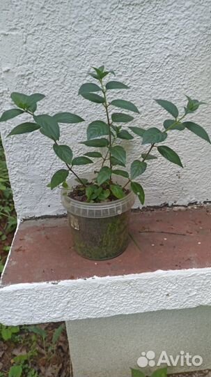 Гортензия метельчатая розовая леди pink lady