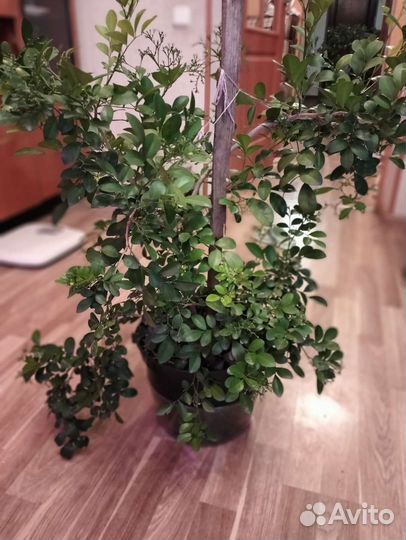 Саженцы Муррайи Метельчатой