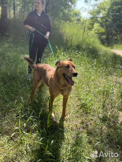 Мёд красивый пёс из приюта