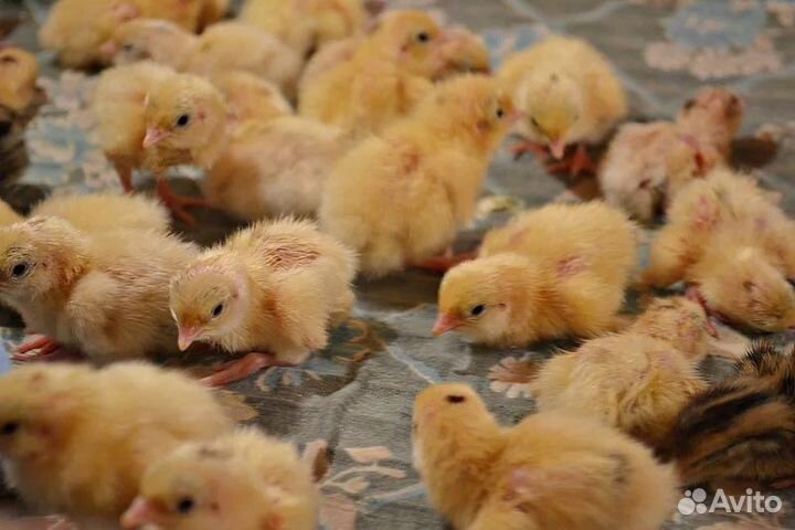 Перепелки (техасцы)