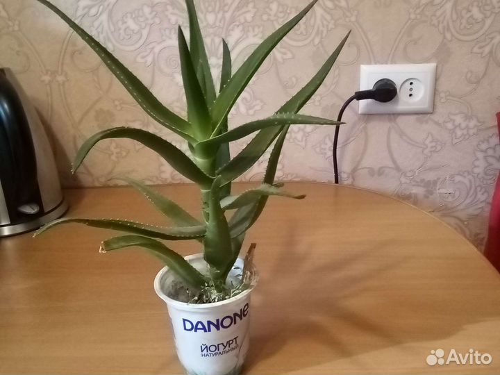 Алоэ древовидное