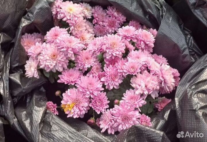 Хризантемы