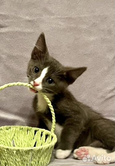 Забавный котенок Кузенька 2 месяца в добрые руки