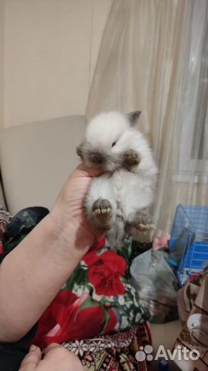 Карликовый кролик