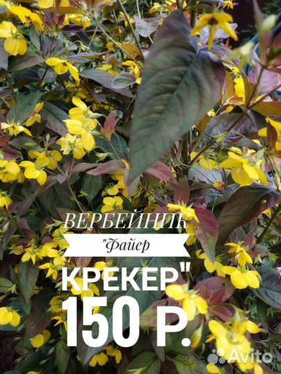 Садовые многолетние цветы