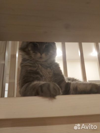 Мейн-кун котики на вязку