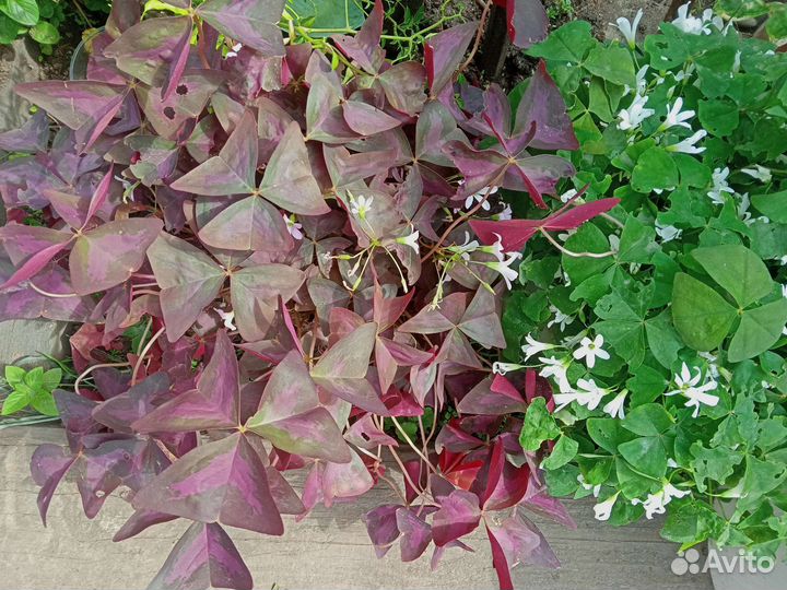 Рассада, Колиус и многолетники