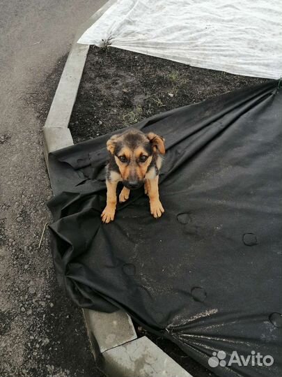 Собака в добрые руки