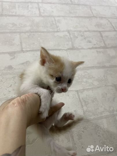 Котенок