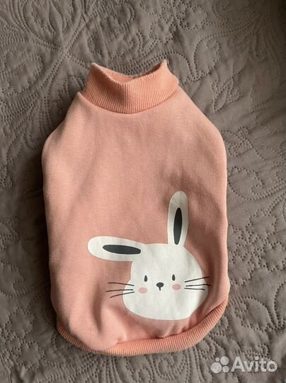 Одежда для кошек