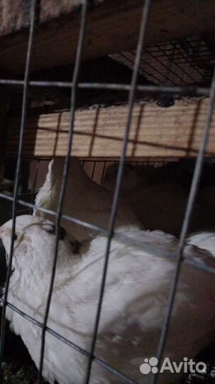 Инкубационное яйцо перепелов, перепелята