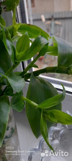 Отдам срезы традесканций