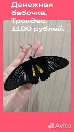Живые бабочки