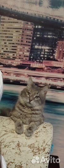 Отдам кота в добрые руки