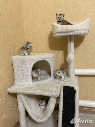 Серебристая тикированная шиншилла