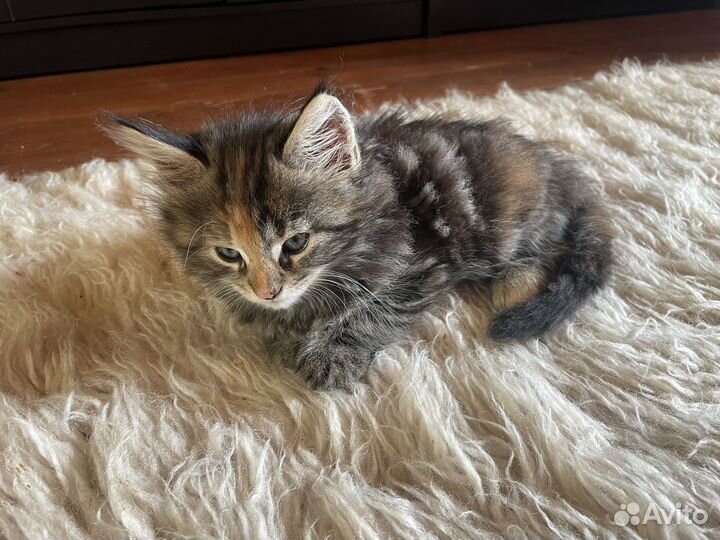 Котята мейн-кун