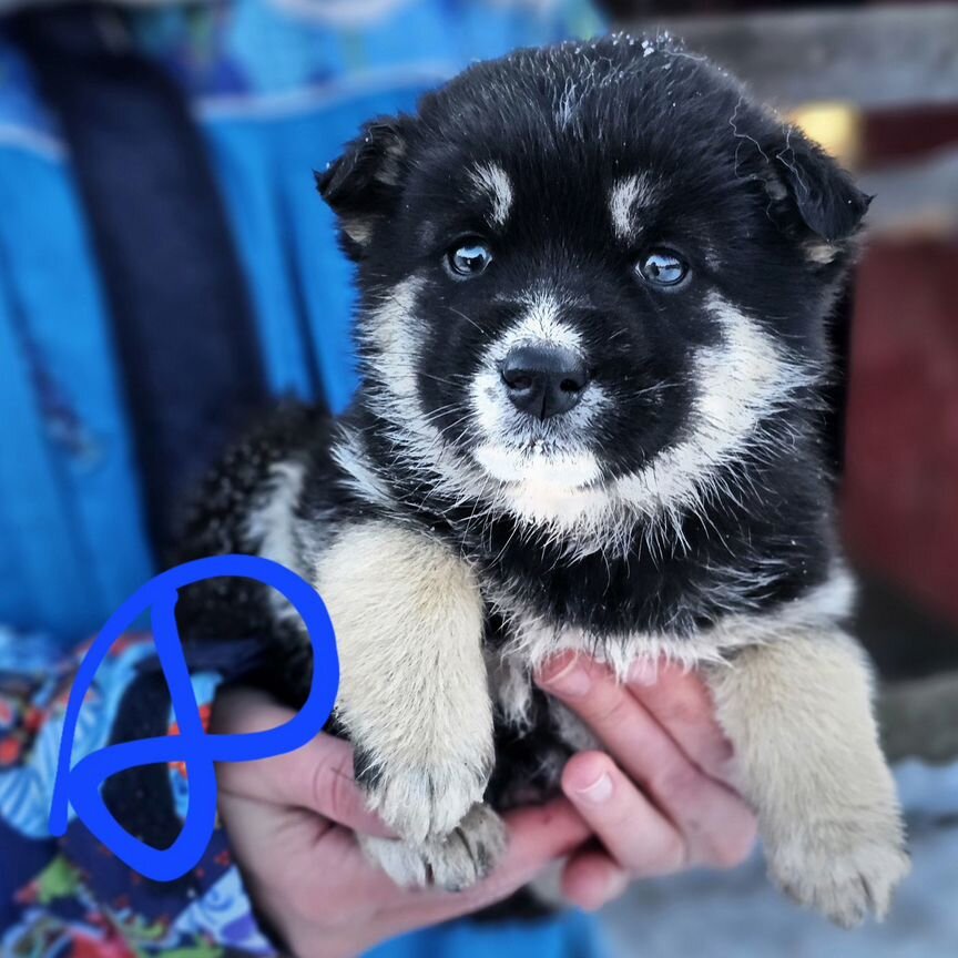 Щенки помесь Хаски