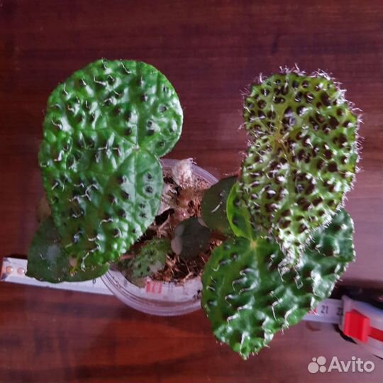 Бегония Melanobulata