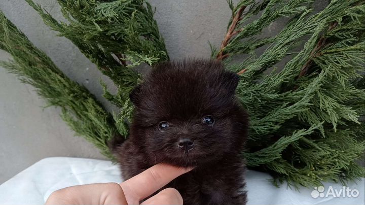 Померанский шпиц мини