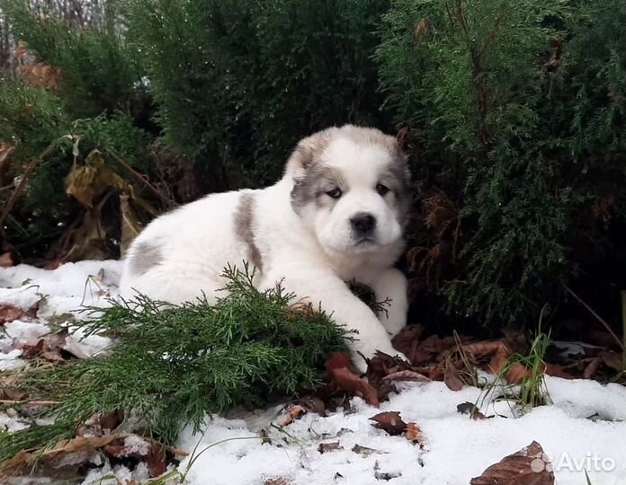 Продажа щенков алабая