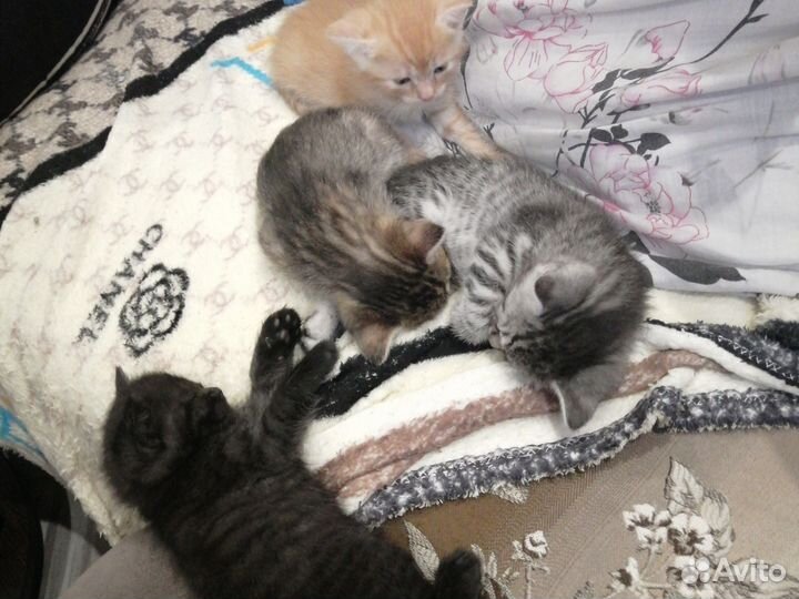 Кошка в дар бесплатно