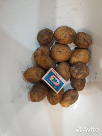 Картофель семенной Королева Анна