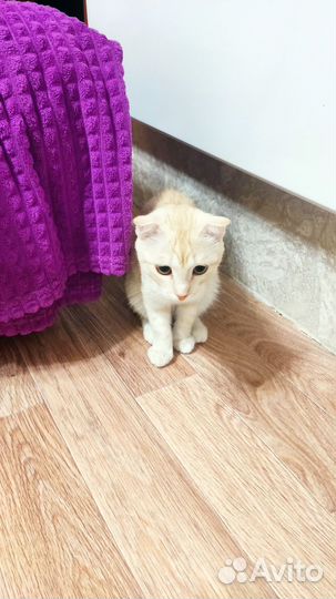 Кошка в дар бесплатно