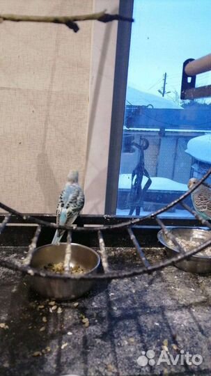 Птенец попугая 1.5 месяца