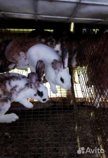 Кролики Рекс мясные на племя