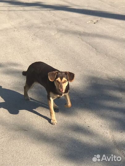 Отдам бесплатно